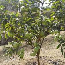 Guava (Amrood)