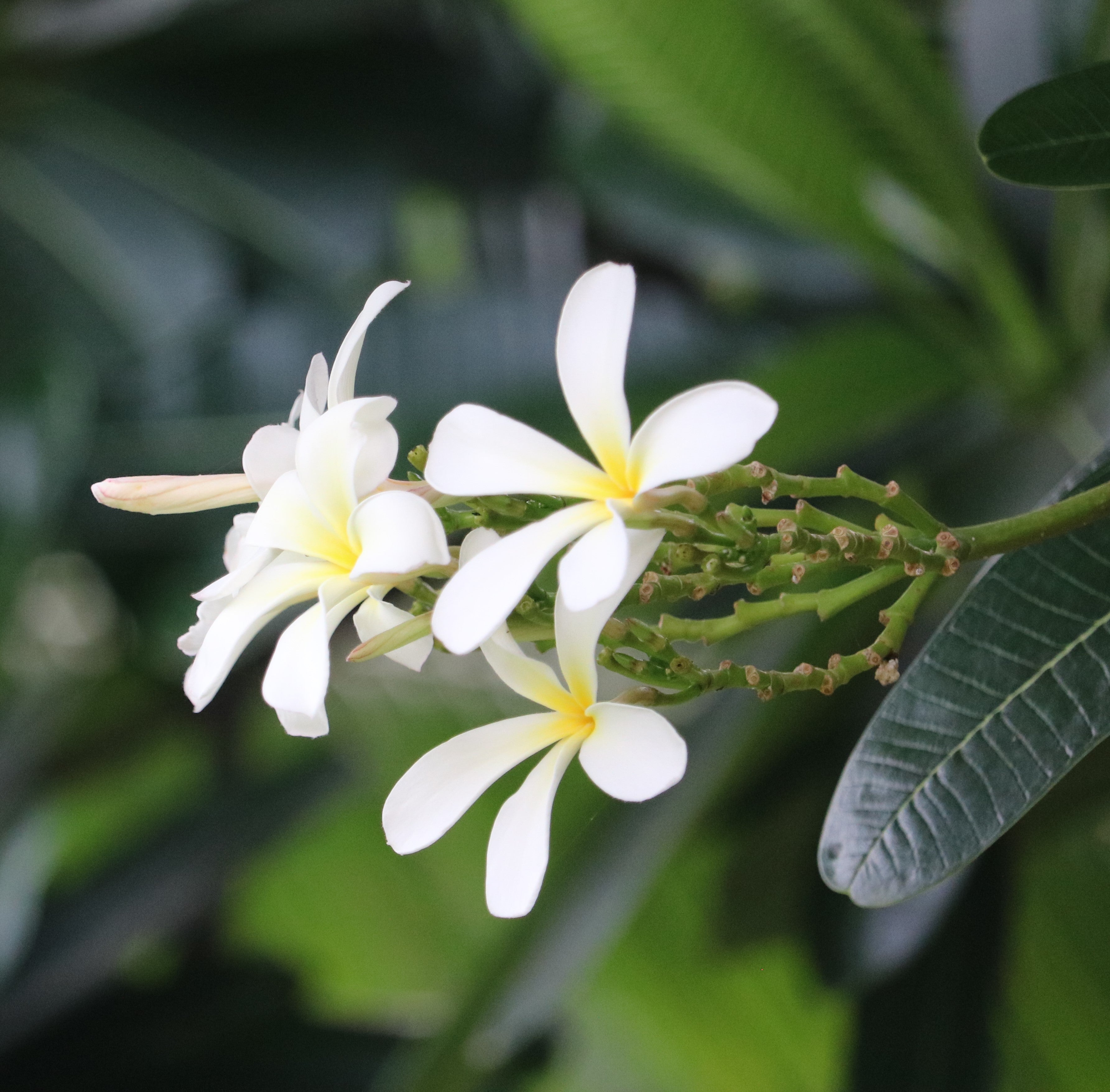 Gul-e-Cheen White