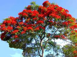 Gul-e-Nishter (Coral Tree)