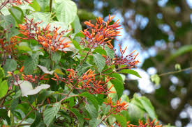 Hamelia patens	(Fire Bush 	فائر بش)