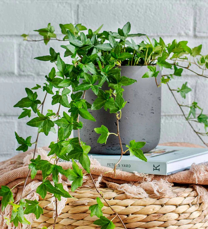 Hedera Green