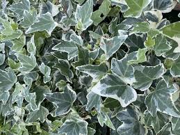 Hedera Variegated