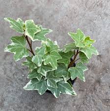 Hedera helix (variegated)	(Variegated English Ivy 	ورئیگیٹڈ انگلش آئیوی)