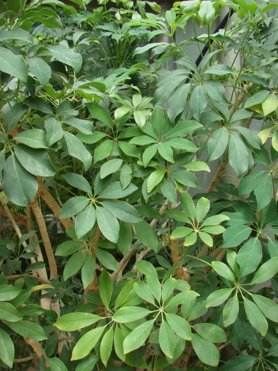 Heptapleurum venulosum	(Schefflera Vine	شیفلرا وائن)