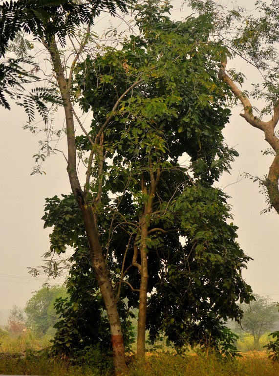 Heterophragma adenophyllum (Beeri patta بیری پتہ )