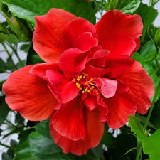 Hibiscus  Double Red