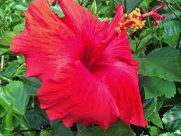 Hibiscus Single Red