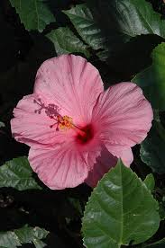 Hibiscus Single (Reddish Pink)