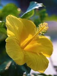 Hibiscus (Yellow)