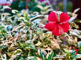 Hibiscus (vareigated)