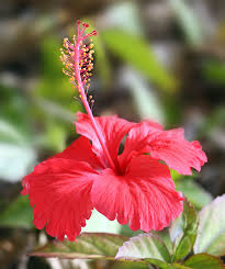 Hibiscus rosa-sinensis (single)	(Gul mor	گل مور)
