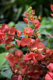 Hudi (Chinese Hat)