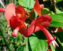 Holmskioldia sanguinea	(Cup and Saucer plant	کپ اینڈ ساسر پلانٹ)