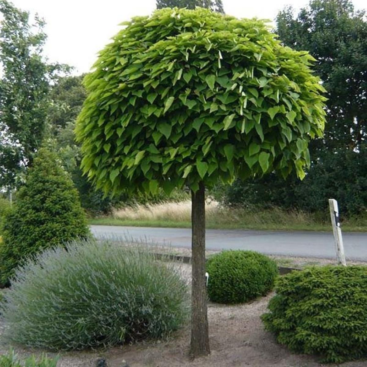 Indian Bean tree