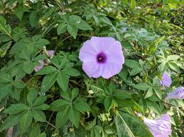 Ipomoea calrica	(Railway Creeper	ریلوے کریپر)