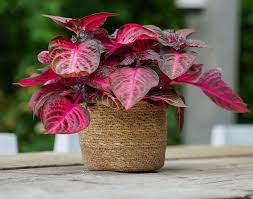 Iresine Purple Lady ,Beef Plant (7" pot size)