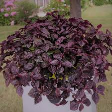 Iresine Purple Lady  (Plastic packet)