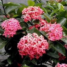 Ixora Pink