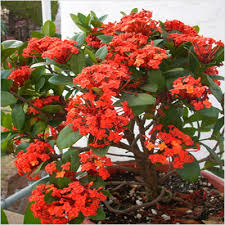 Ixora Red