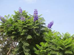 Jacaranda (Neelam)