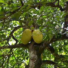 Jack Fruit (Kathal)