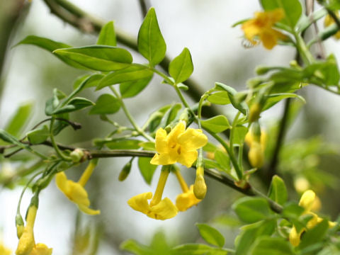 Jasminum humile	(Peeli chambeli	پیلی چمبیلی)