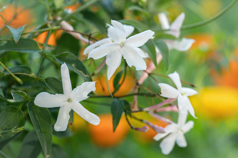 Jasminum officinale	(White chambeli	سفید چمبیلی)