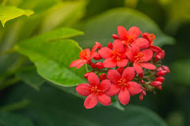 Jatropha Dwarf