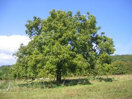 Juglans regia	(Akhrot	اخروٹ)