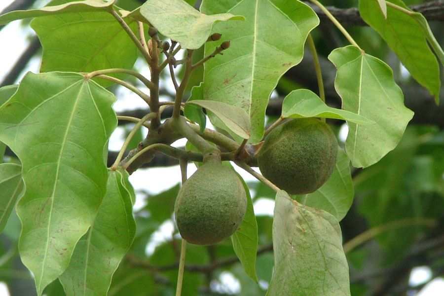 Jungli Akhrot (walnut)