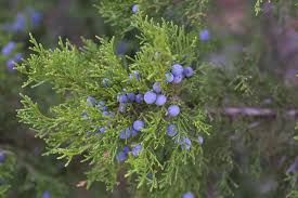 Juniper Different Varieties