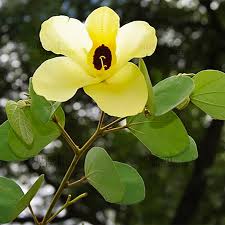Kachnar (Yellow)