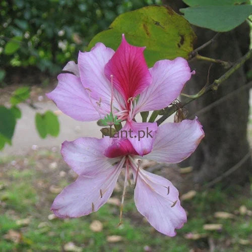 Kachnar (Butterfly Tree)