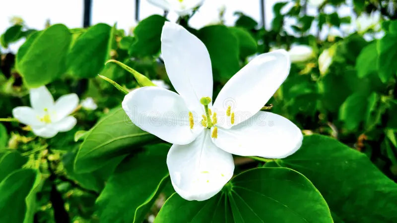 Kachnar (White)