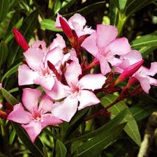 Kanair (Pink)