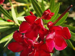 Kanair (Red)