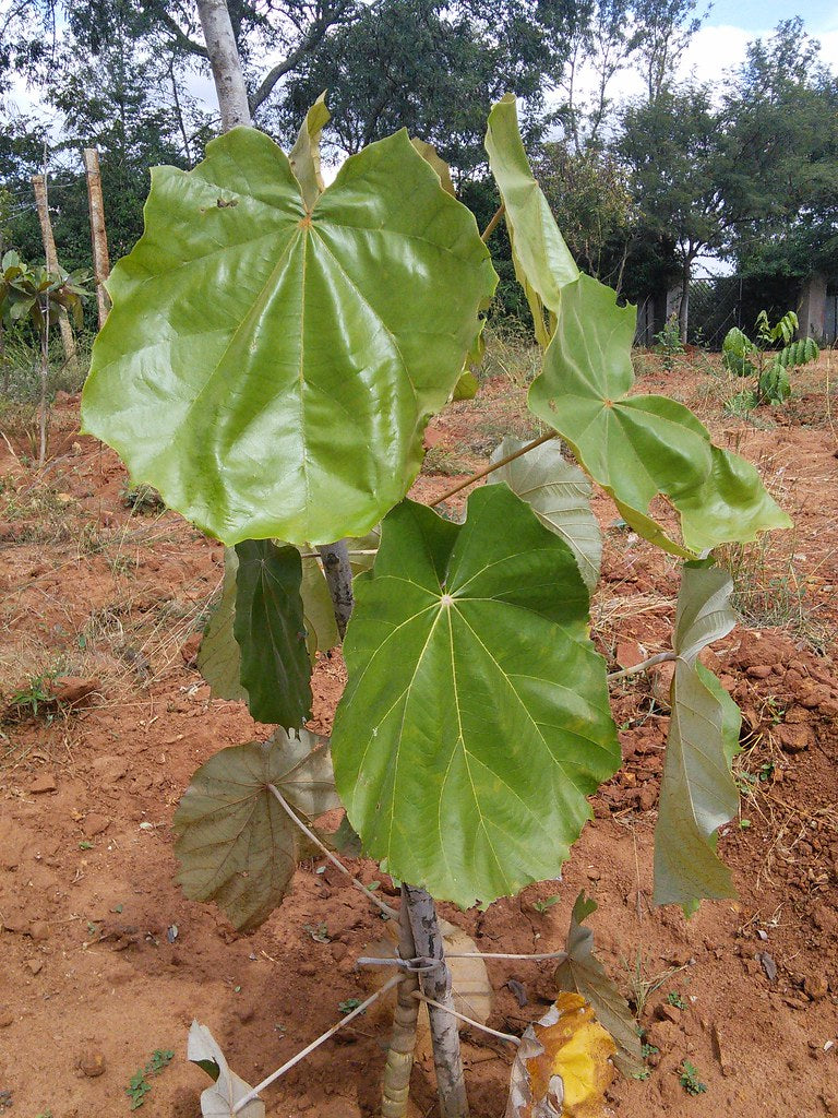 Kanak Champa (Dinner Plate Tree)
