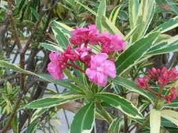 Kaner Variegated