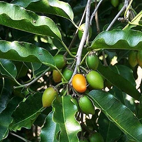 Khirni tree