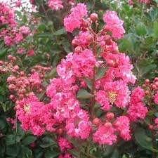 Lagerstroemia Double