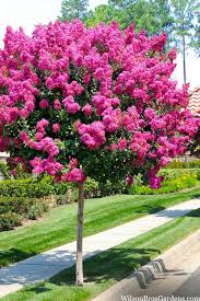 Lagerstroemia Single