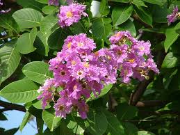 Lagerstroemia speciosa	(Sigle legestomia	سنگل لیگرسٹریمیا)