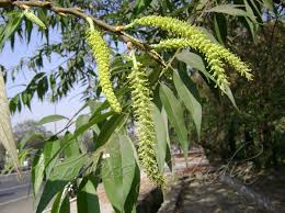 Laila (Indian Willow)