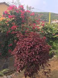 Lal Patti (Caribbean Copper Plant)