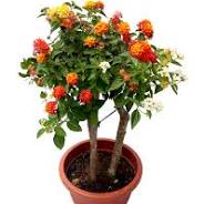 Lantana Grafted Imported