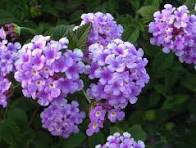 Lantana Purple Dwarf
