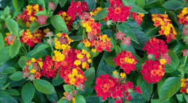 Lantana Red Dwarf
