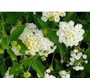 Lantana White Dwarf
