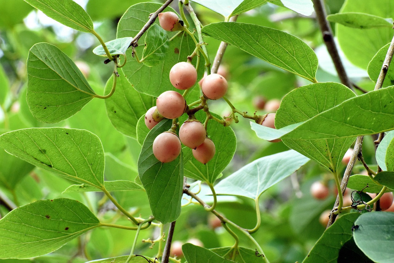 Lasura
