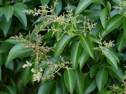 Ligustrum Green (Broad Leave Privet)